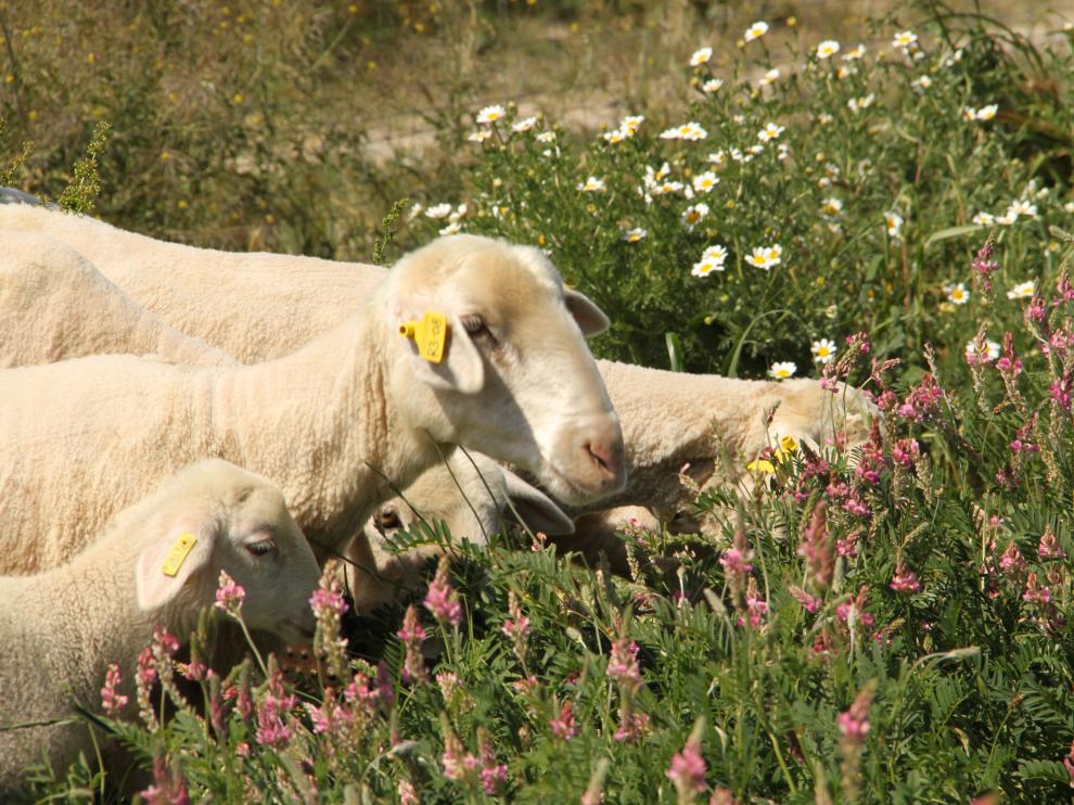 El CITA ha centrado su estudio en el uso de la esparceta en la alimentación de la oveja que cría y en el cordero de cebo.