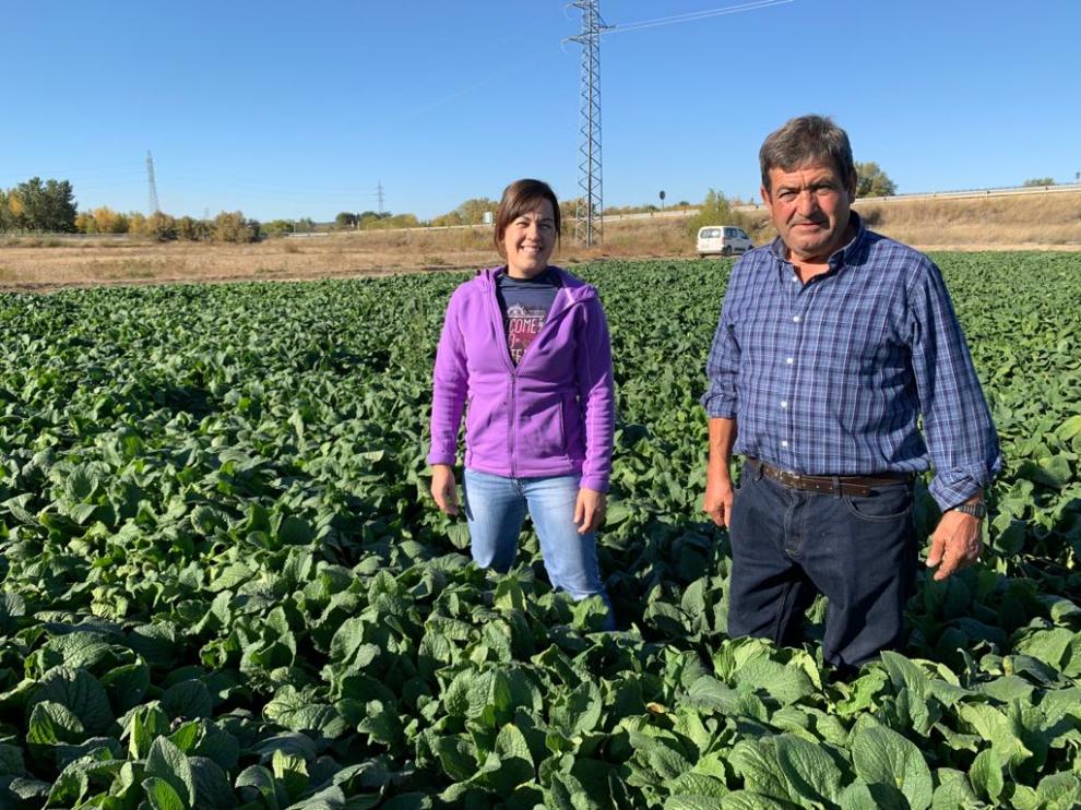 Ana Olmos y su padre, Fernando Olmos, en los cultivos que tiene la zaragozana en Montañana.