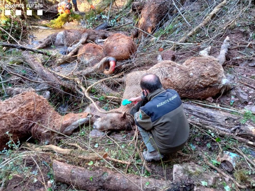 Los agentes rurales encontraron los cadáveres de los caballos