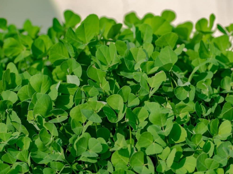 El superalimento que reduce el colesterol y combate la anemia.