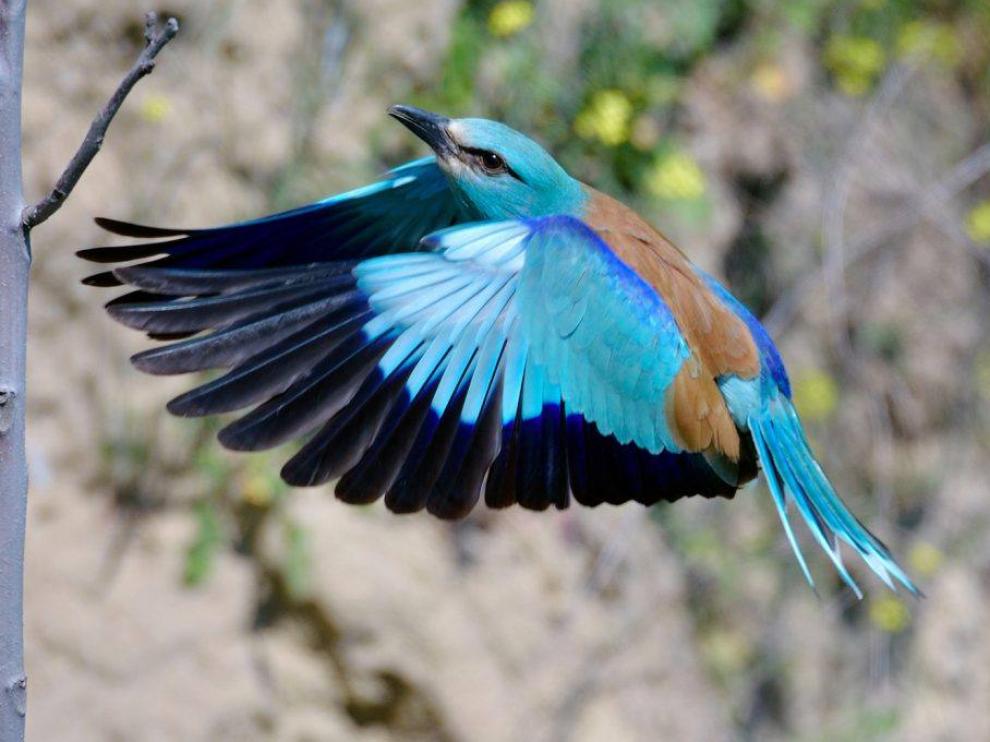 Carraca europea en vuelo.