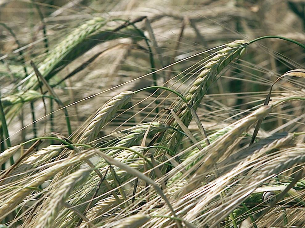 Agricultura y ganadería son el núcleo del sector agroalimentario.