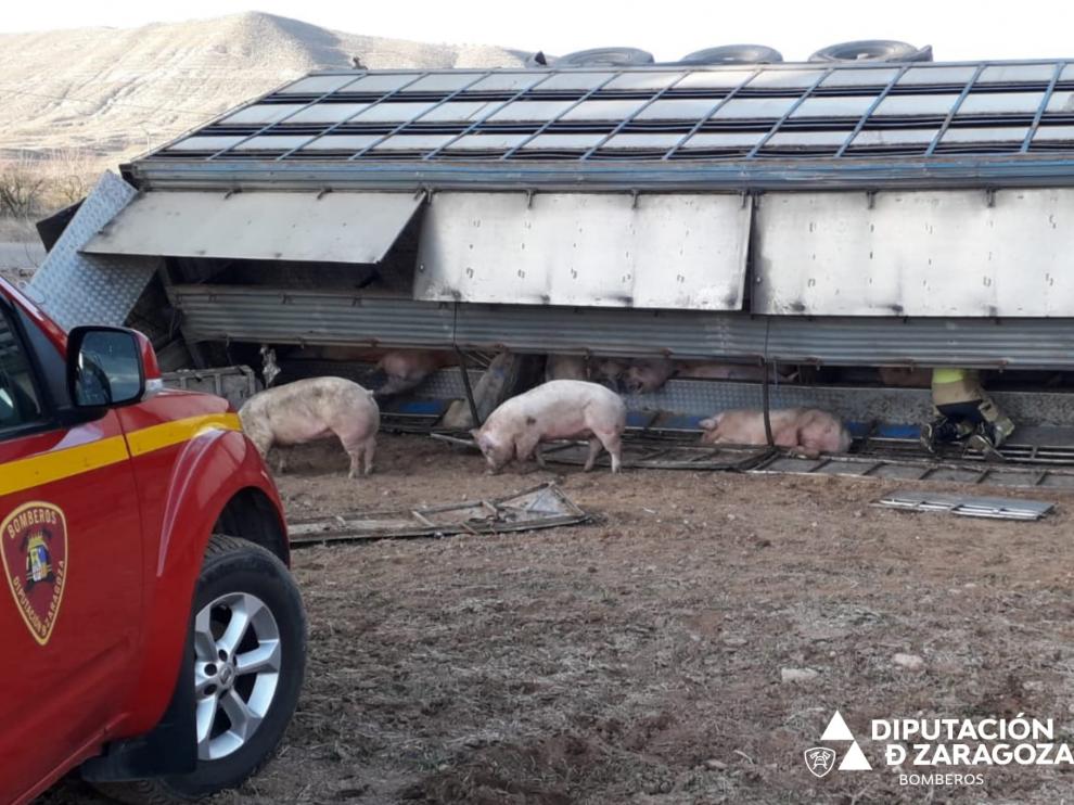 Los bomberos de la DPZ han rescatado alrededor de un centenar de cerdos del camión que ha volcado en Mara.
