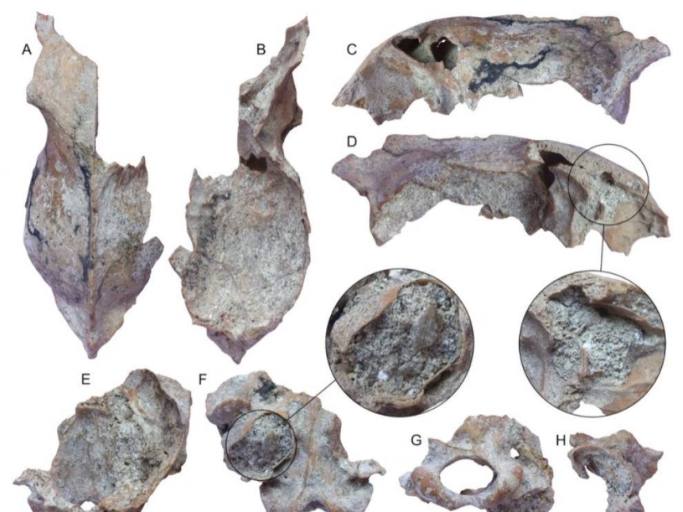 Fósiles craneales del primer lobo europeo.