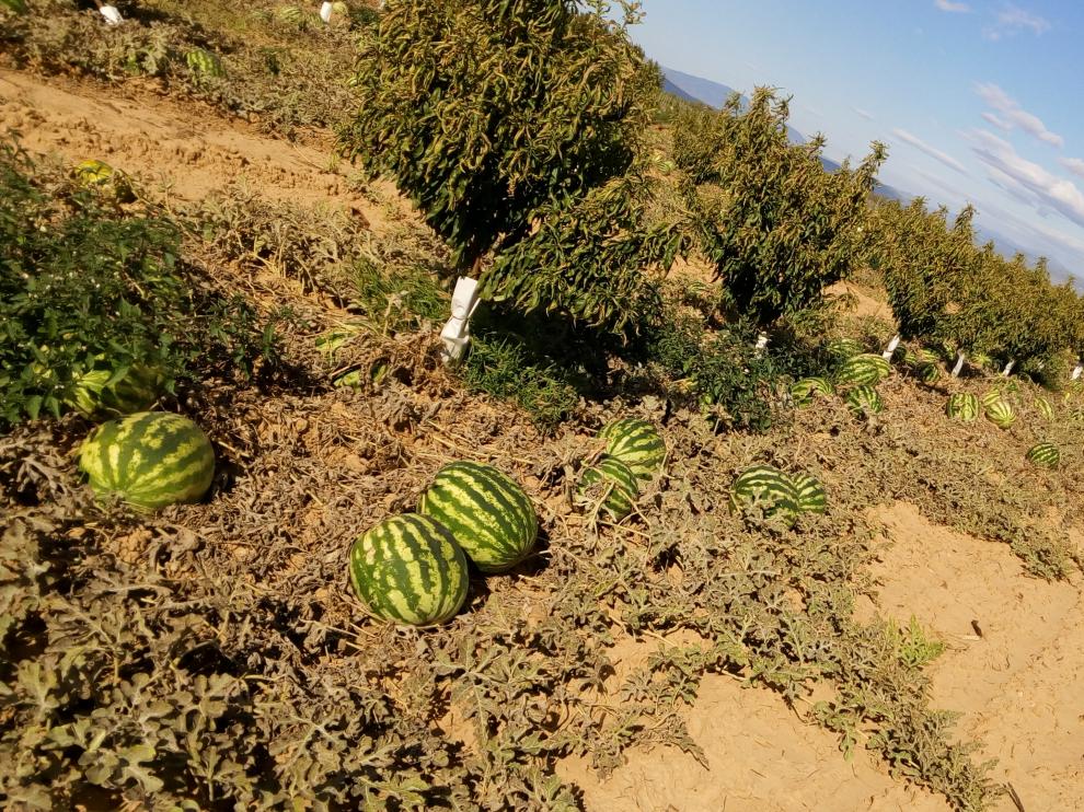 Nuevas plagas y sequía ya afectan al cultivo de la sandía y el melón