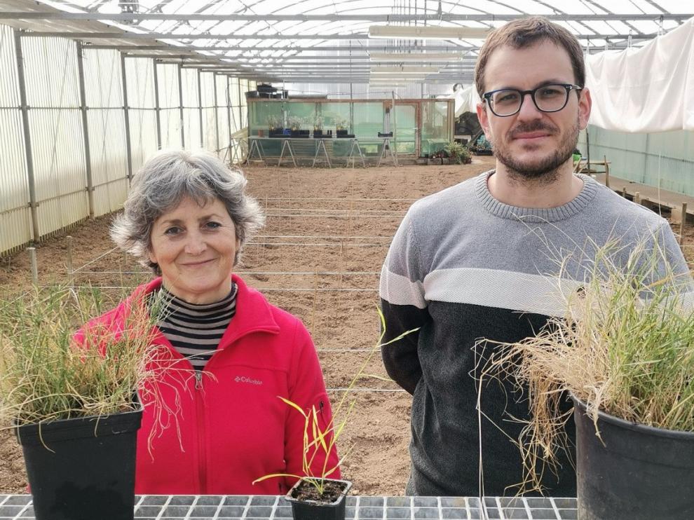 Los investigadores Rubén Sancho y Pilar Catalán, en el invernadero de la Escuela Politécnica Superior del Campus de Huesca.