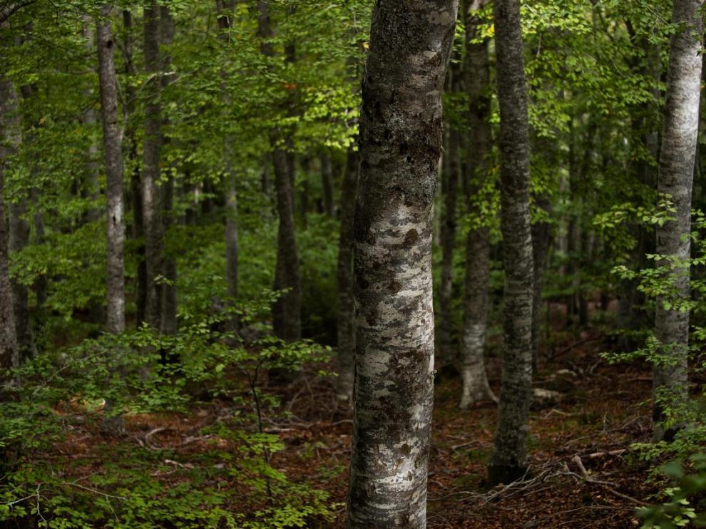 Bosque de hayas de Peña Roya, en el Moncayo.