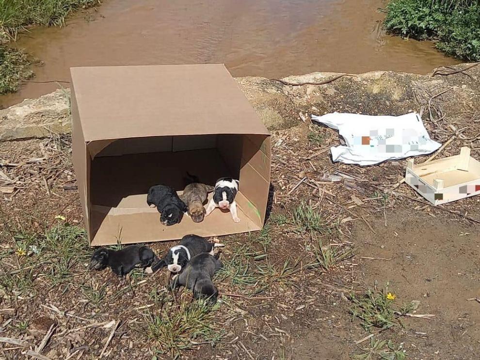 La camada de perros rescatada en un arroyo de Lepe (Huelva)