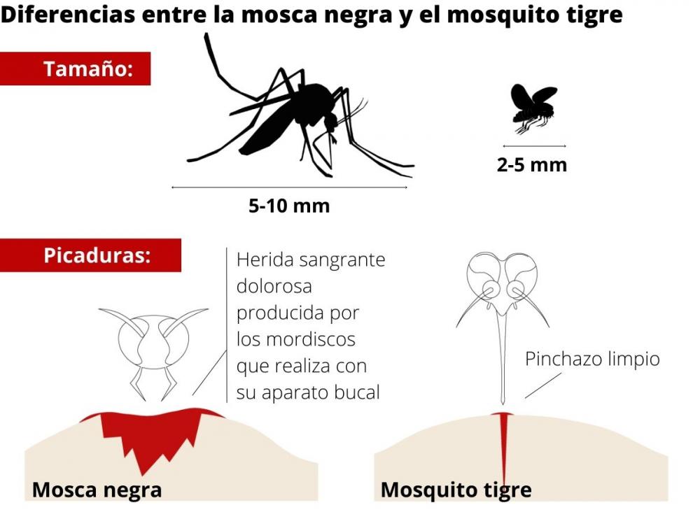 Diferencias entre el mosquito tigre y la mosca negra.