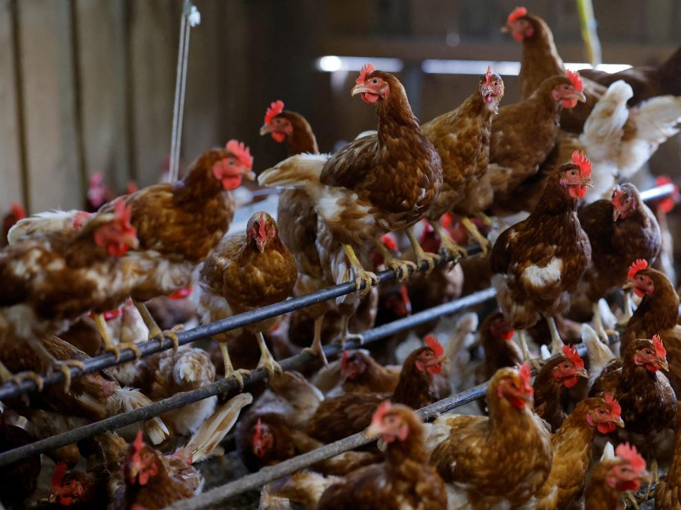 Gallinas ponedoras en una granja avícola orgánica en Corcoue-sur-Logne, en Francia.