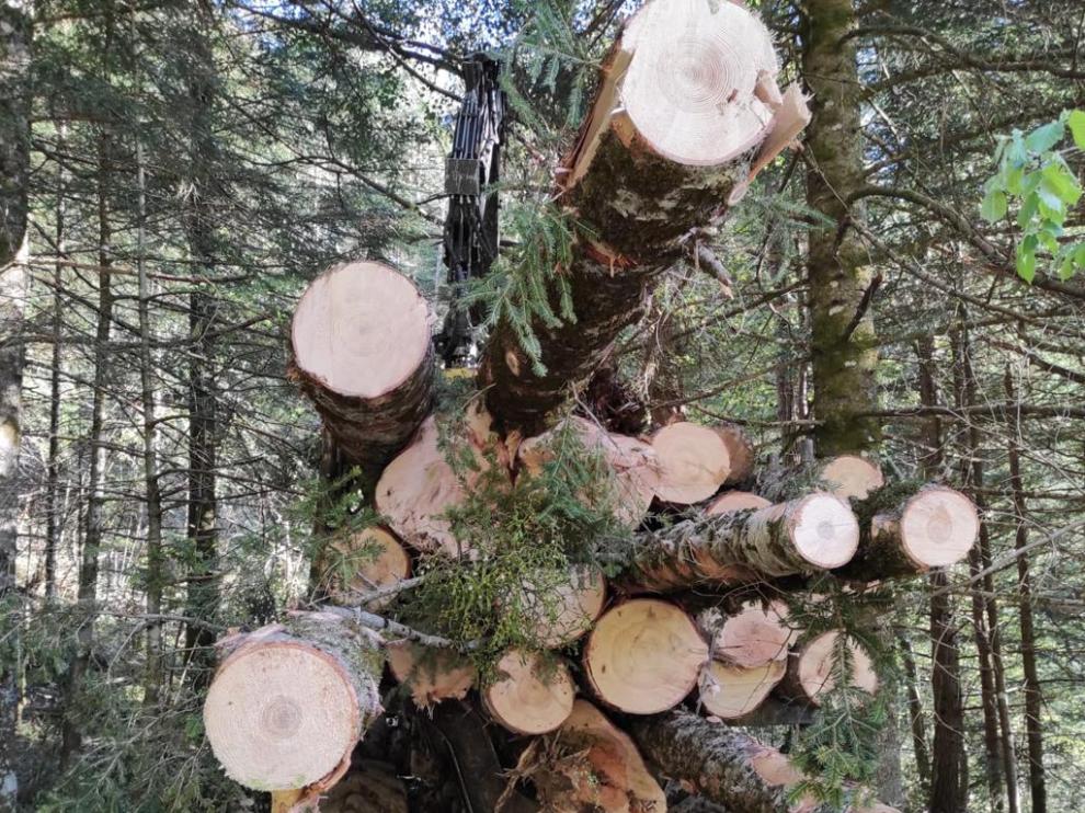 Corta de abetos en la Selva de Lasieso.