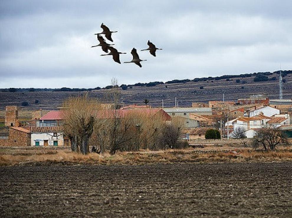 Comarca Campo de Daroca.