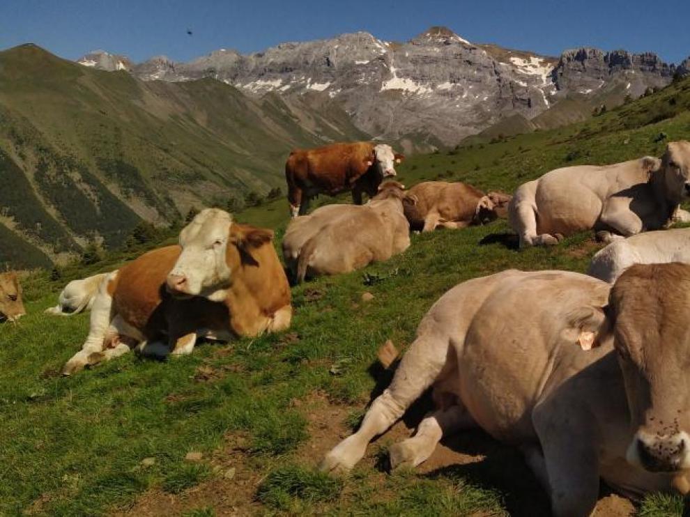 La ganadería y la agricultura de montaña pueden ayudar a mantener el paisaje y preservar la biodiversidad.
