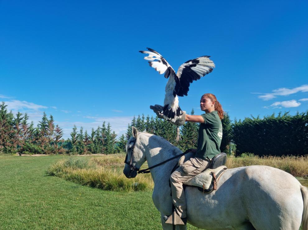 La exhibición de aves rapaces diurnas es uno de los grandes atractivos del parque.