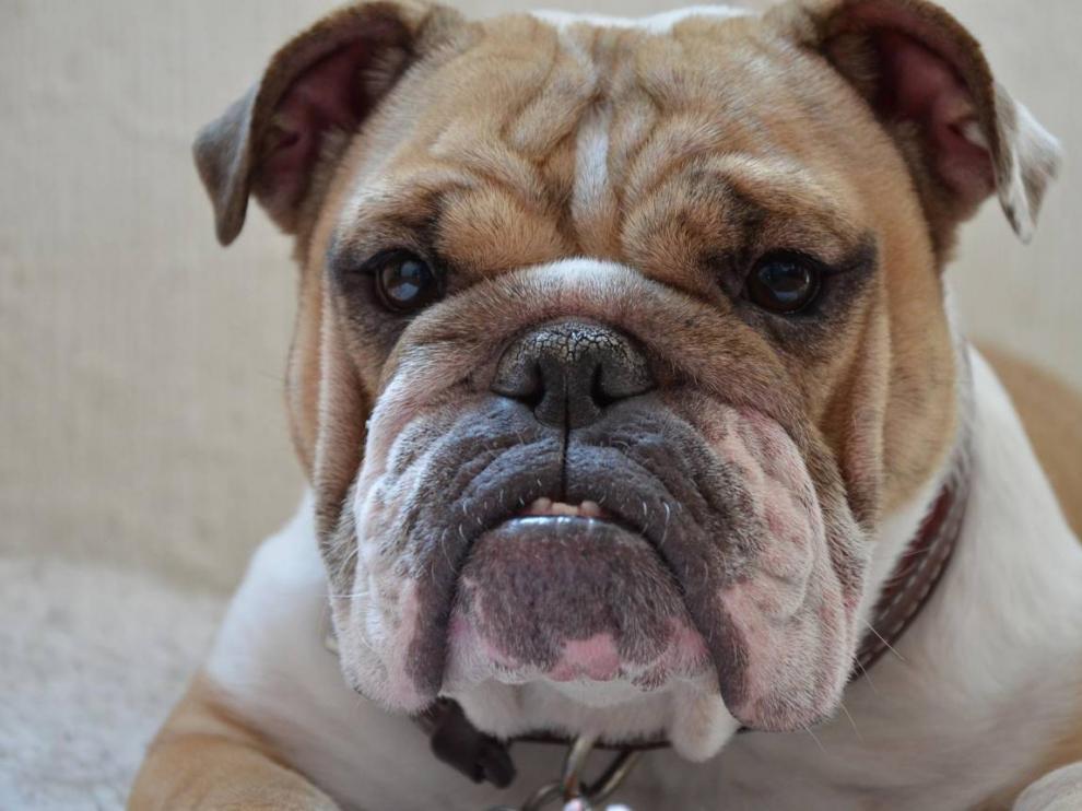 El bulldog inglés ha sido seleccionado a lo largo del tiempo por sus características físicas, como nariz y hocico achatados y cuerpo rechoncho.