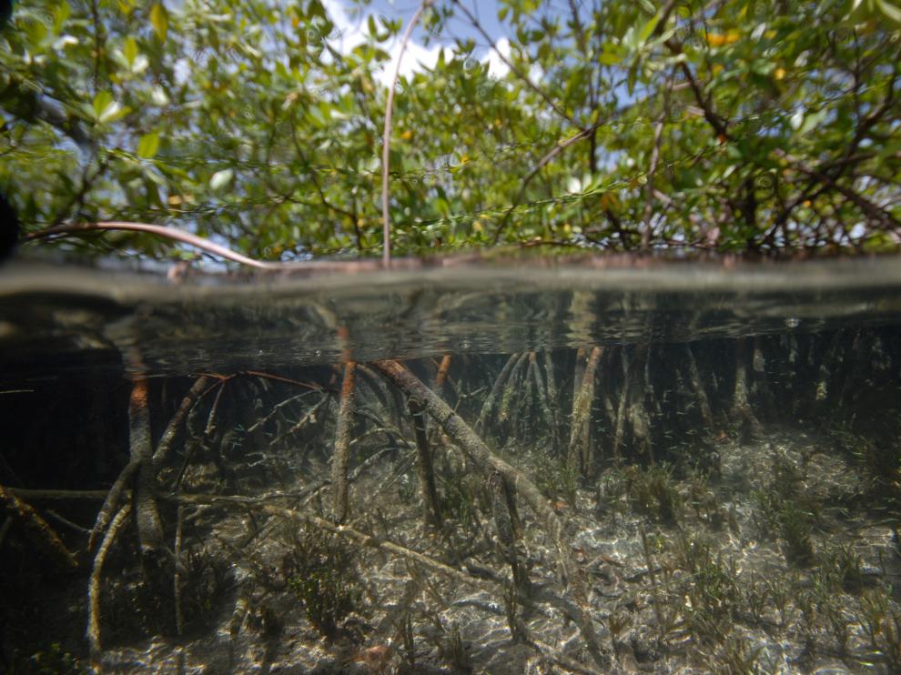 Giant bacteria found in Guadeloupe mangroves challenge traditional concepts