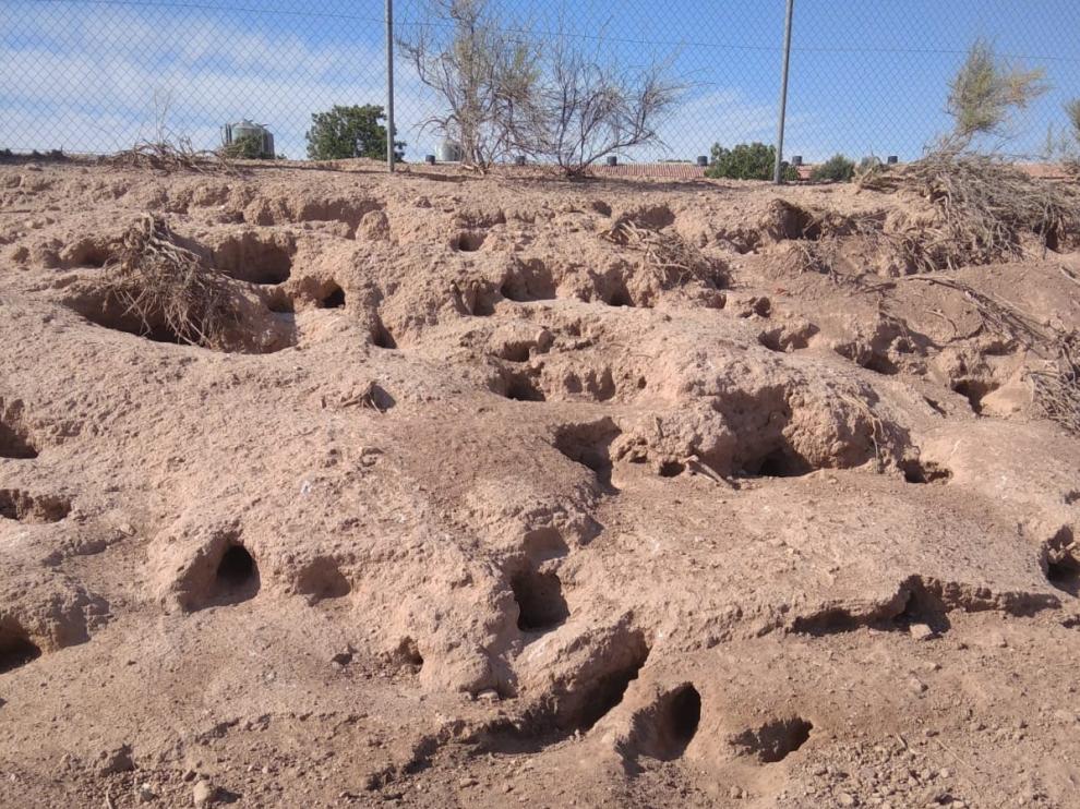 Trigal de Alfamén arrasado por los hoyos que hacen los conejos.