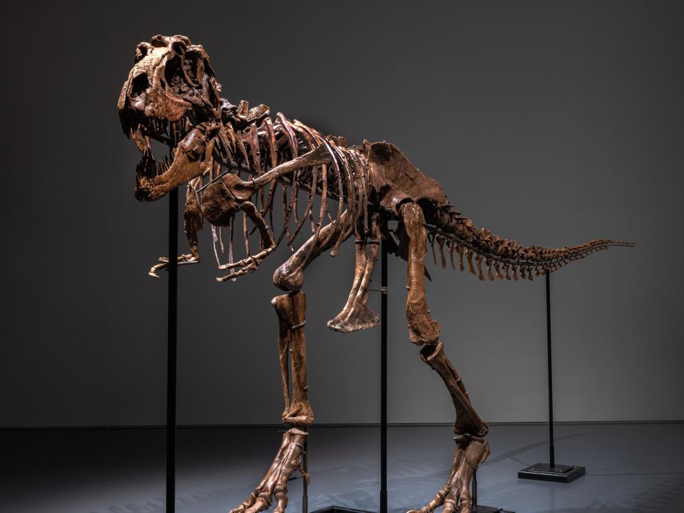 Aclarar transmisión Abolladura Se vende esqueleto de dinosaurio de hace 77 millones de años