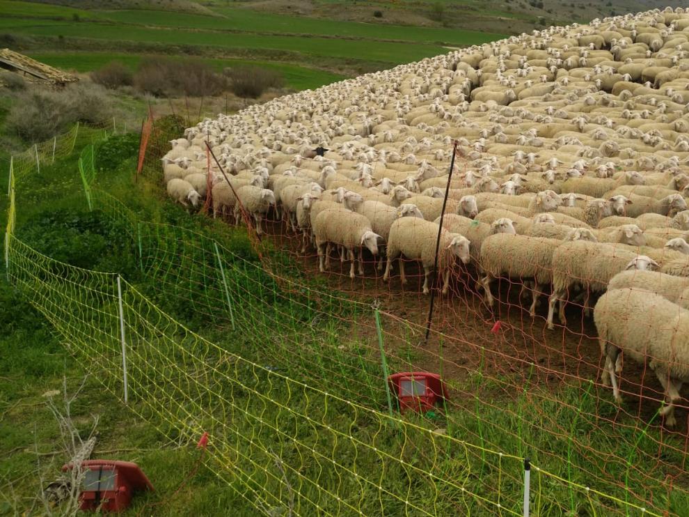 Un rebaño de ovejas en Monegros rodeada de varios cercados.