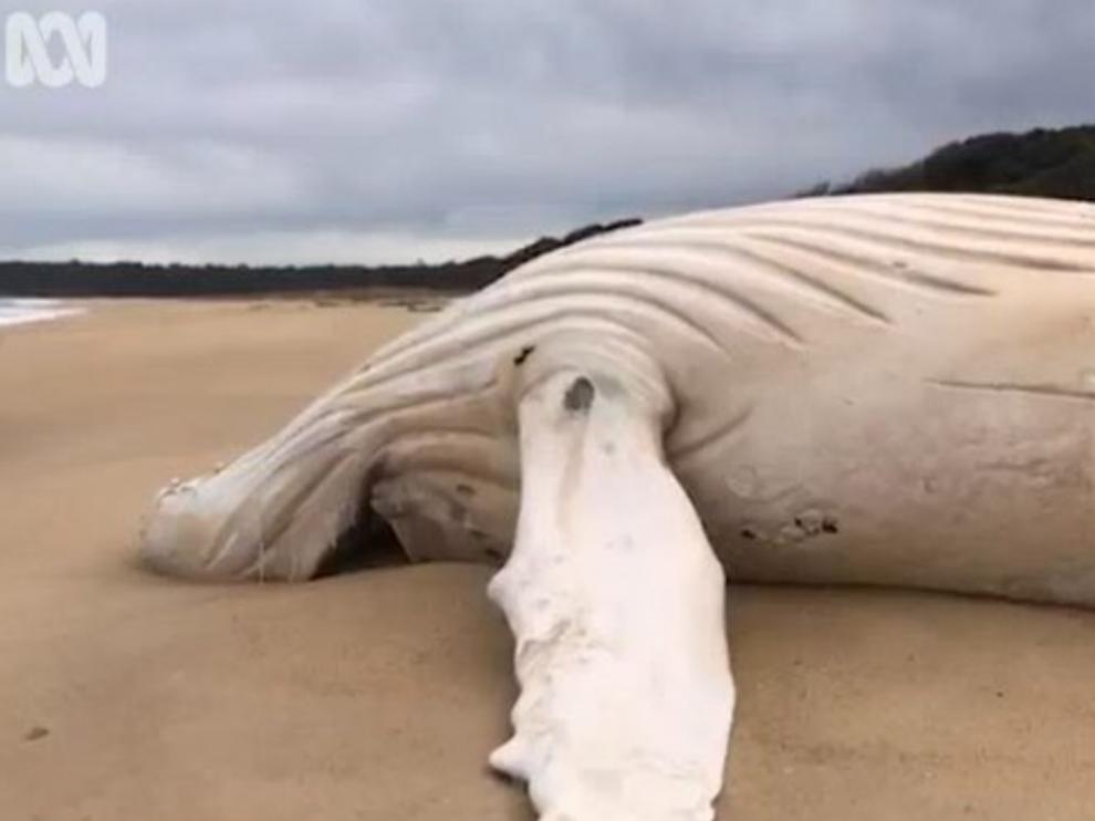 Una de las imágenes de la ballena jorobada compartida por las redes sociales.