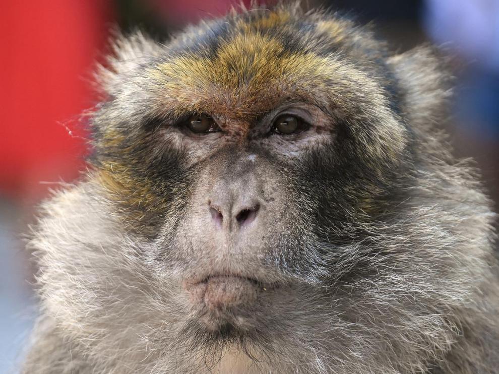 Imagen de archivo de un macaco