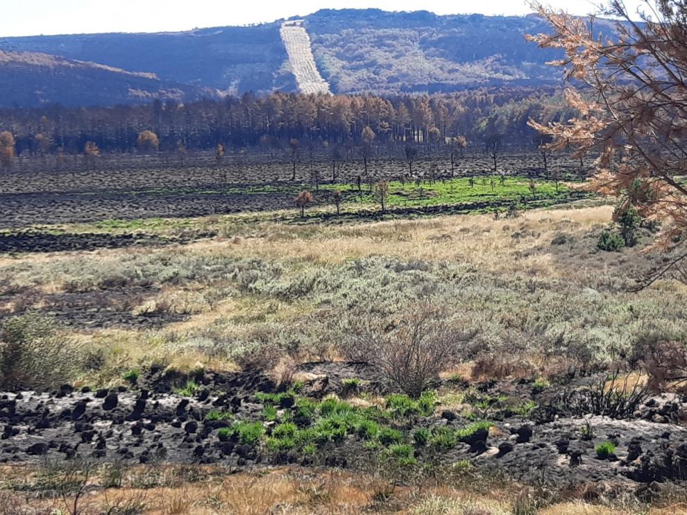 Brotes verdes entre las cenizas de la Sierra de la Culebra, en Zamora.