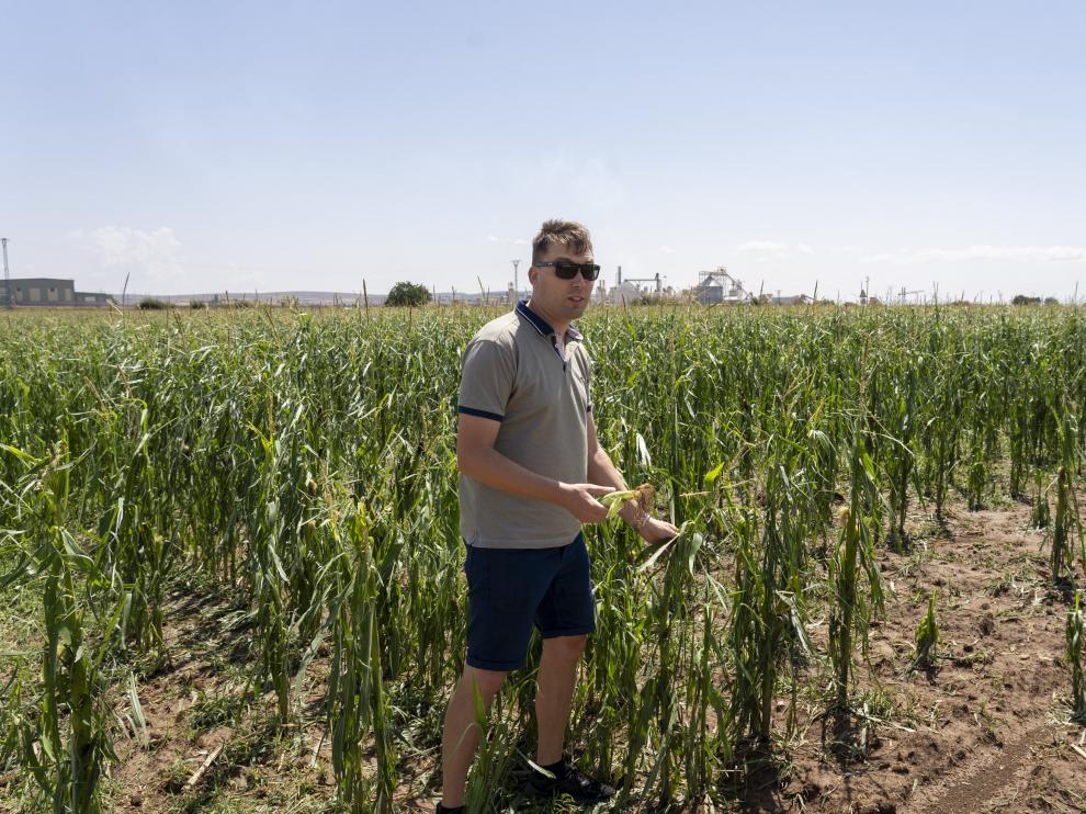 Fernando Sanz, agricultor de Cella y responsable comarcal de UAGA, muestra el daño que la granizada ha causado en su cultivo de maíz.