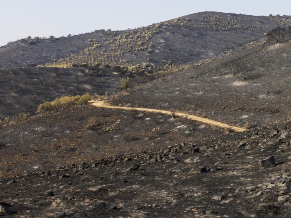 Los incendios forestales son una catástrofe ecológica.