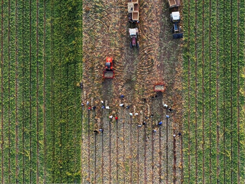 Agricultores integrados en la Denominación de Origen Cebolla de Fuentes de Ebro están estos días en plena campaña de recolección.