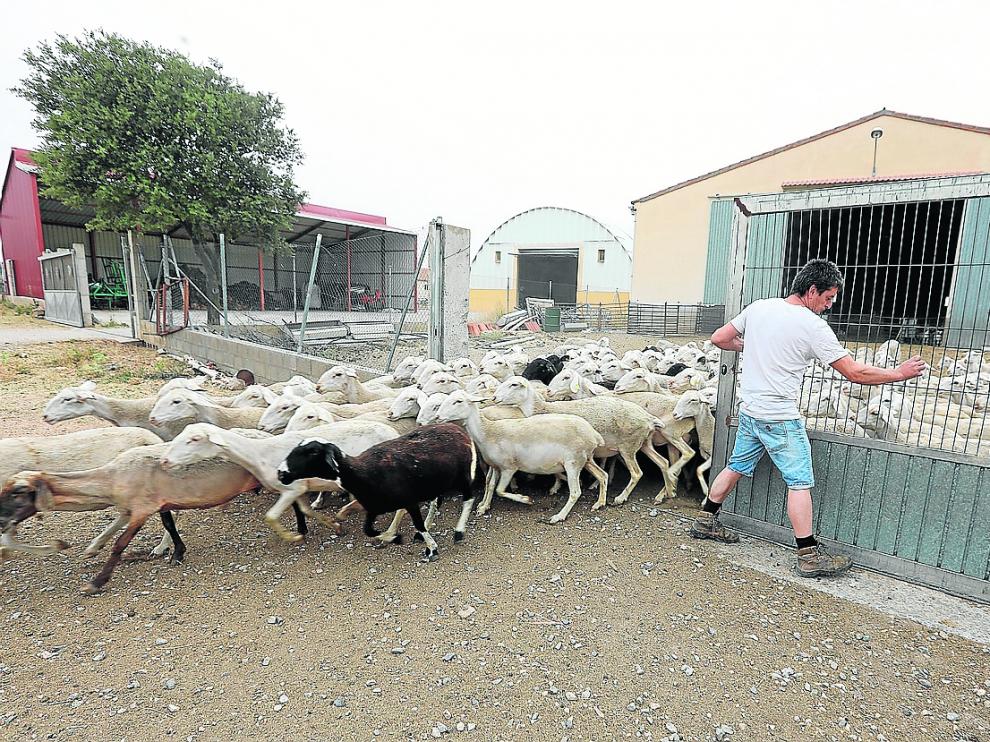 Raul Izquierdo, en su renacida explotación de ganado ovino de La Puebla de Valverde.