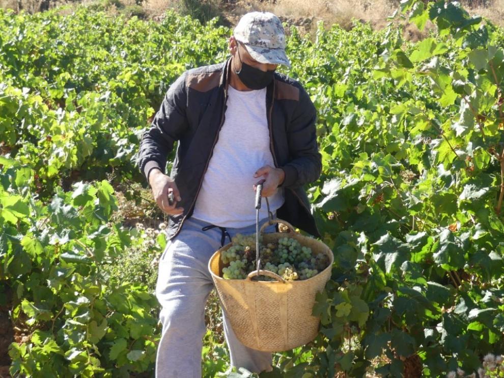 La DO Cariñena prevé vendimiar este año más de 65 millones de kilos de uva