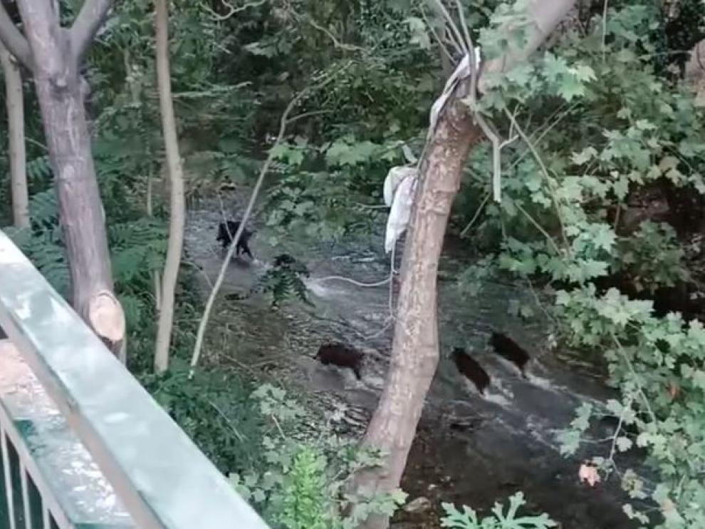 Siete jabalíes pasaron ayer por el cauce del Huerva en pleno centro de Zaragoza.