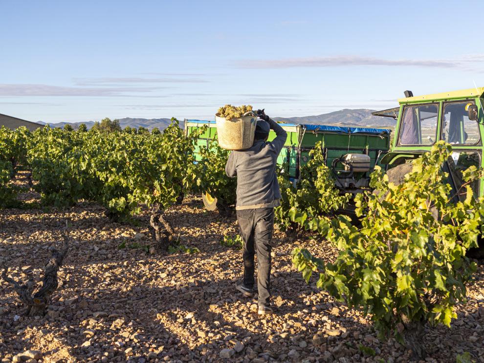 La DOP cariñena prevé vendimiar este año más de 65 millones de kilos de uva.