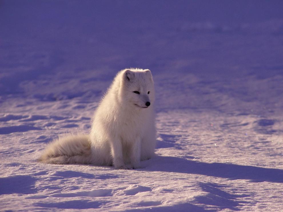 Lobo salvaje ártico, en una imagen de archivo