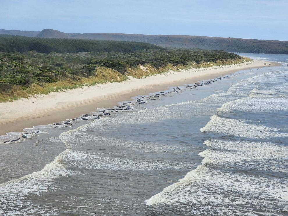 Unas 230 ballenas varadas en una remota playa de isla australiana de Tasmania