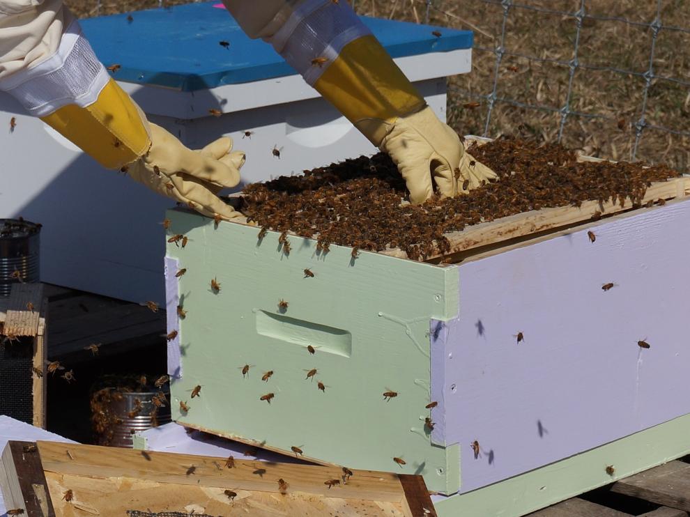 Una colmena de abejas, en una imagen de archivo.