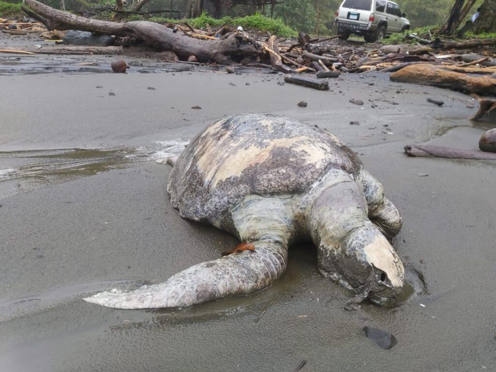 Uno de los ejemplares muertos encontrados en Panamá