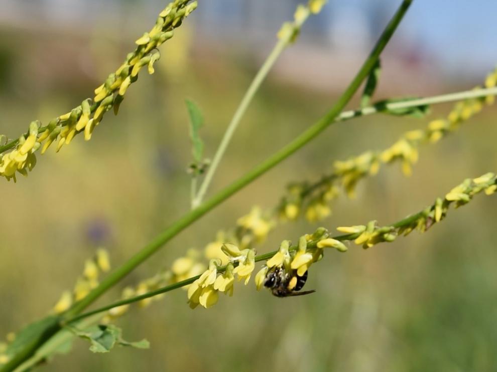 Gran parte de la producción los alimentos de origen vegetal depende de la polinización de las abejas.