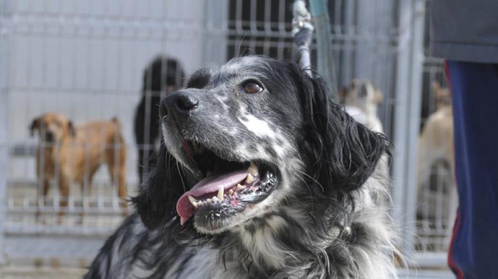 Un perro en la perrera municipal de Huesca
