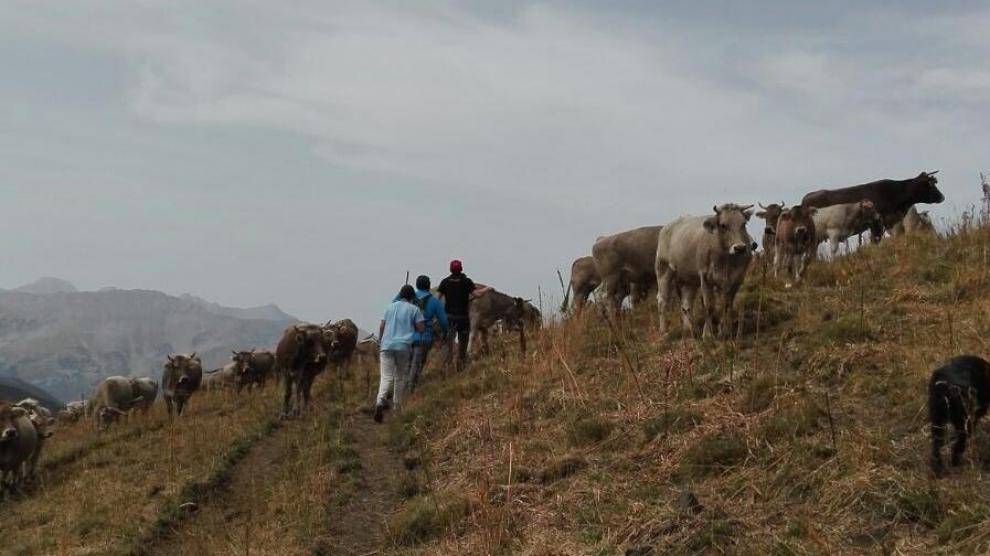 El Valle de Benasque revive el traslado de ganado en busca de nuevos pastos