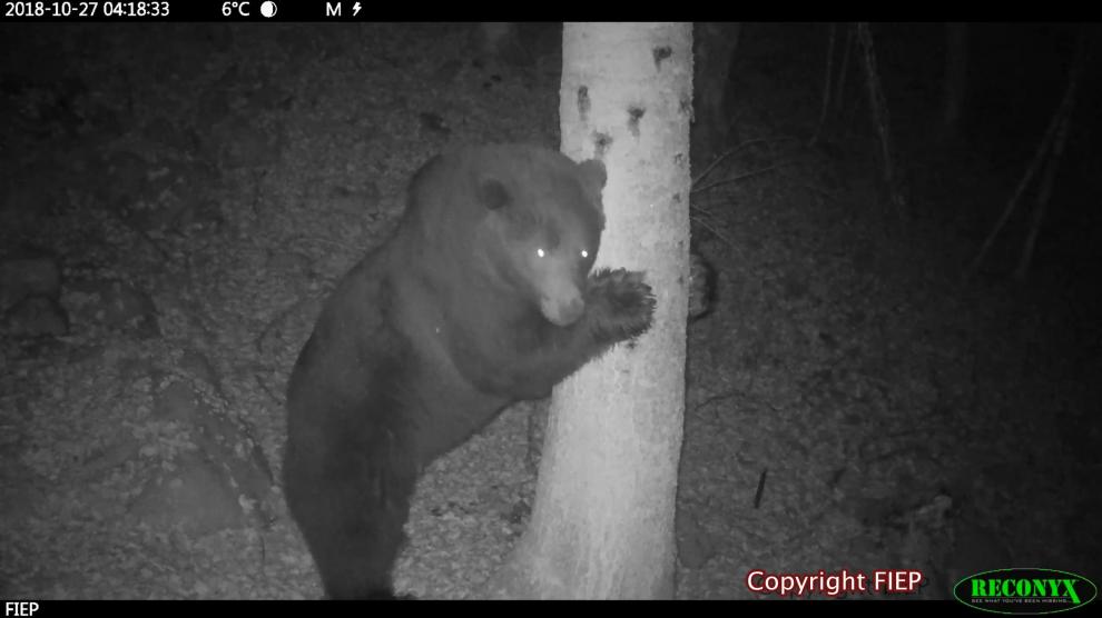 Neré, captada por una de las cámaras instaladas para seguir a la población de osos.
