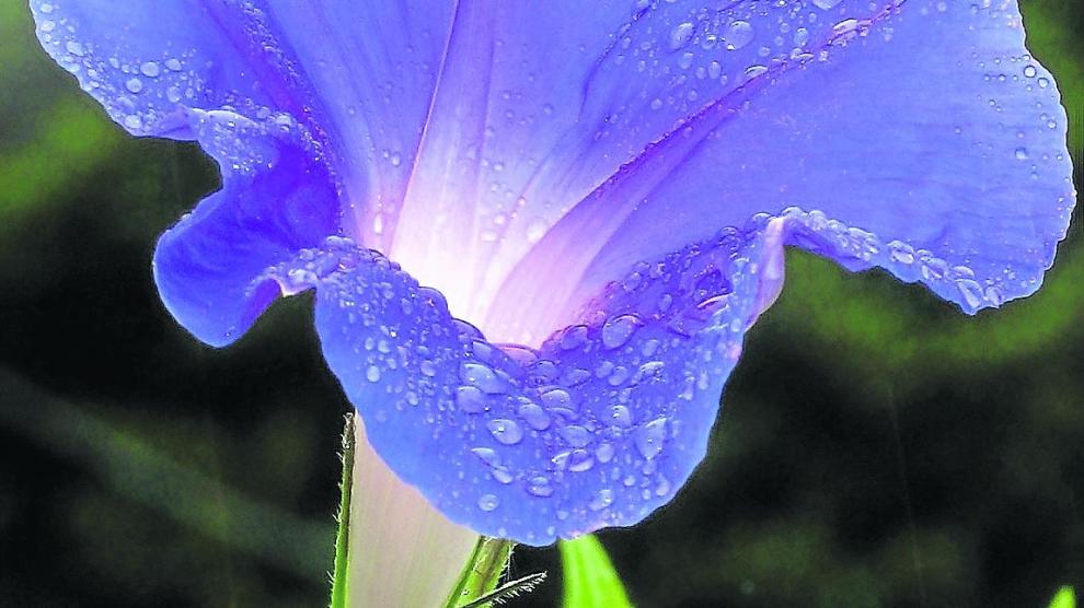 Trepadoras en flor