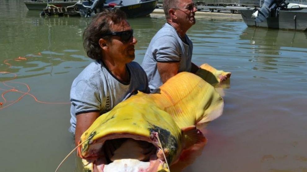 En junio de 2014 dos pescadores austriacos capturaron este siluro de color blanquecino que, además de por su color, destacaba por su tamaño: medía 2,4 metros y pesaba 87 kilos.