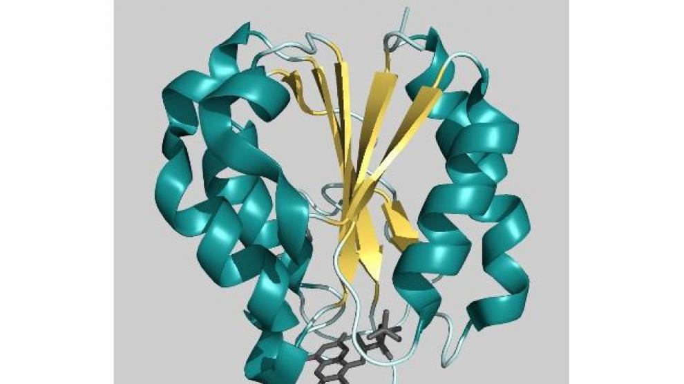 Estructura tridimensional de la flavodoxina de Helicobacter pylori, proteína esencial para la viabilidad de la bacteria y prometedora diana farmacológica frente a la que se dirigen los nuevos inhibidores desarrollados por la Universidad de Zaragoza.