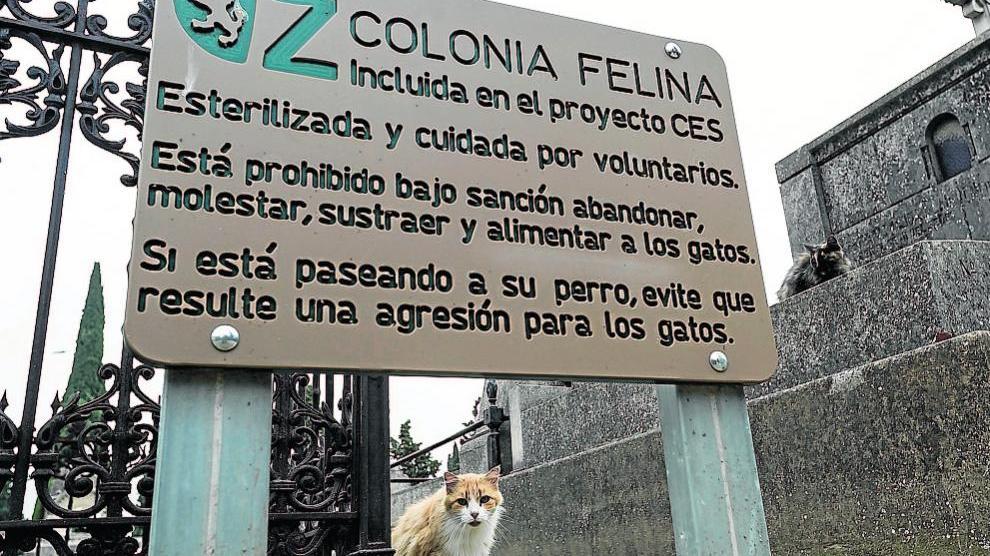Colonia felina de la antigua fábrica de Giesa.