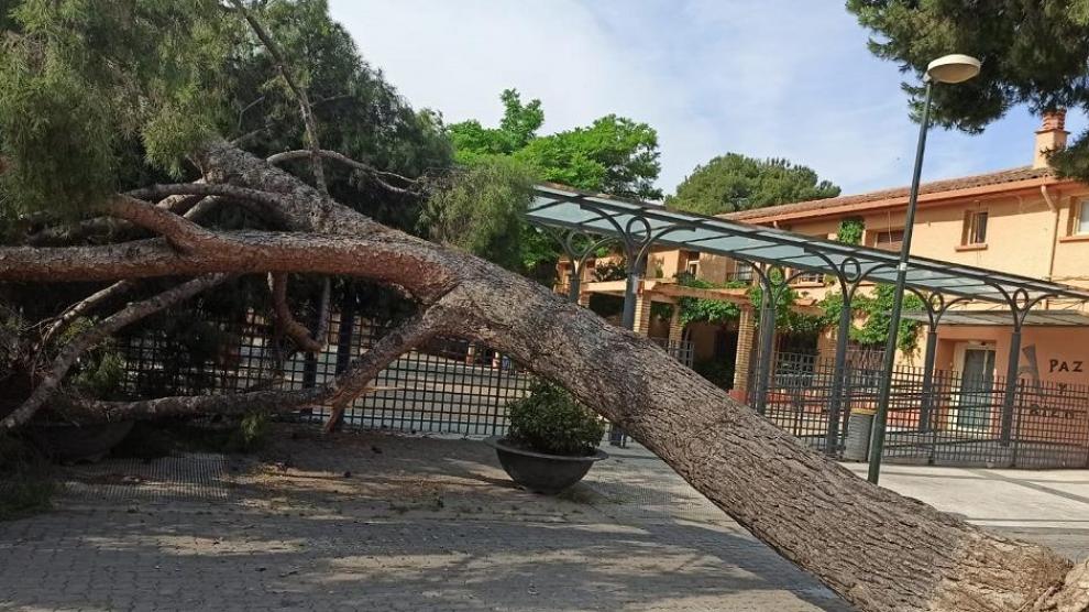Este árbol cayó la pasada semana junto a la residencia de San Eugenio, en La Paz.