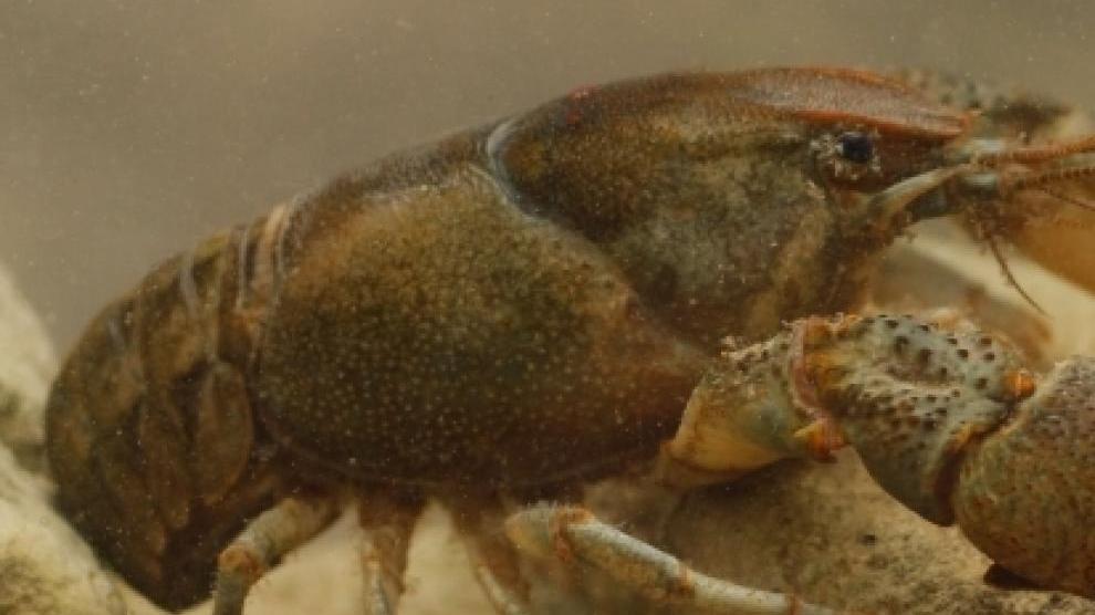 alimentos para mascotas cangrejos de río