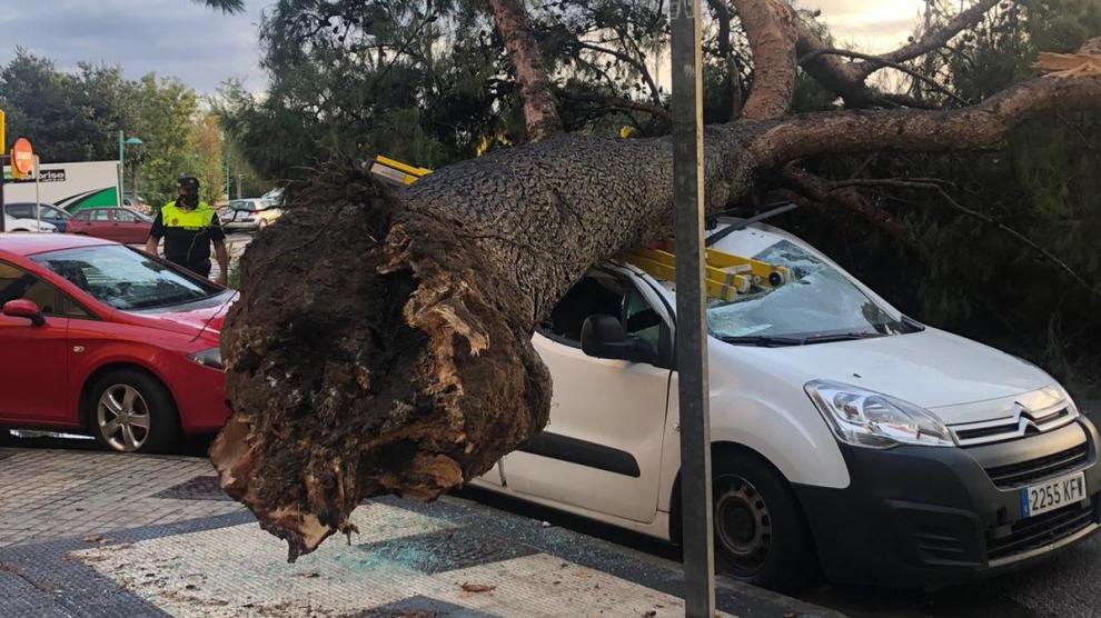 Árbol caído en la calle Palencia de Zaragoza después de la tromba de agua registrada