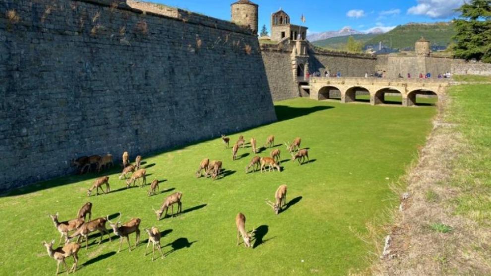 Los animales, en el foso del castillo, en la soleada jornada del sábado.