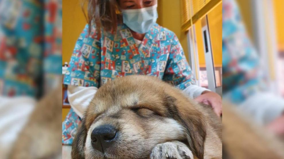 La veterinaria Natalia Arnal y su paciente canino 'Cierzo'.
